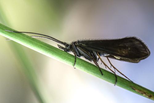 Réf. 307 872 : Notidobia ciliaris